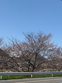 1616734092939.jpg  桜.jpg