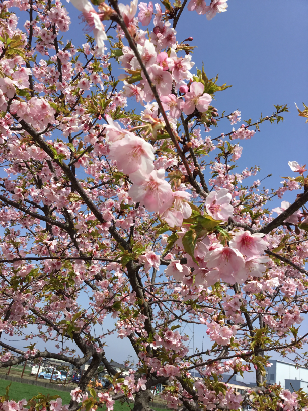 ブログ用 桜001.png