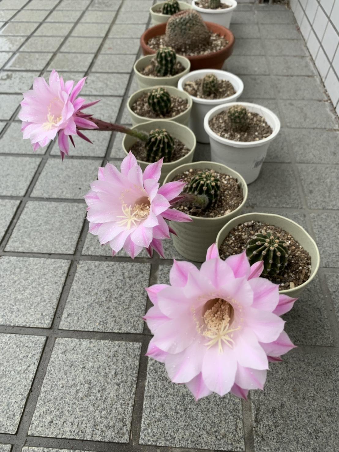 サボテンの花が咲きました Let S倶楽部 レッツ倶楽部 京都山科 レッツ倶楽部