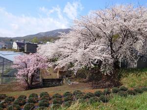 高橋農園.JPG