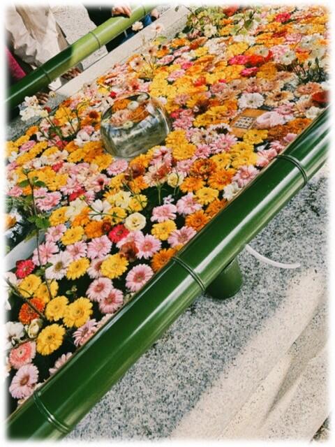 桜2.jpg
