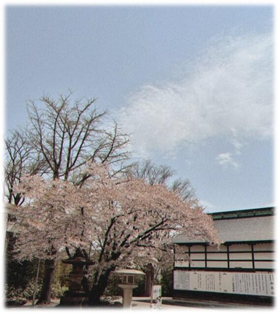 桜1.jpg